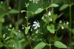 Trichostema arizonicum