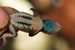 Sceloporus lemosespinali