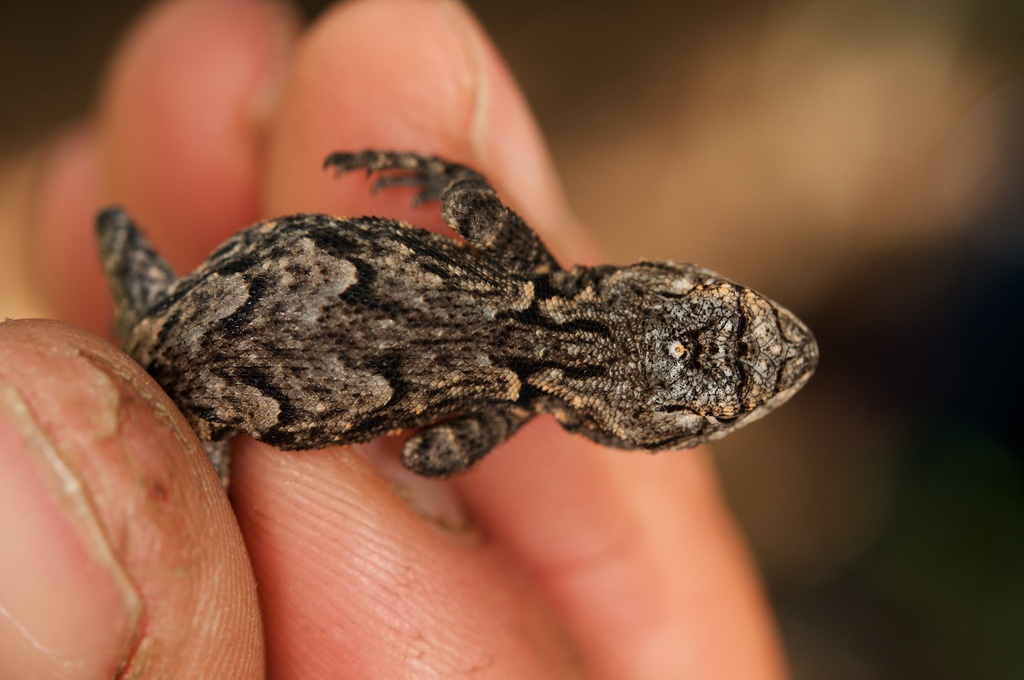 Lemos-Espinal's Spiny Lizard