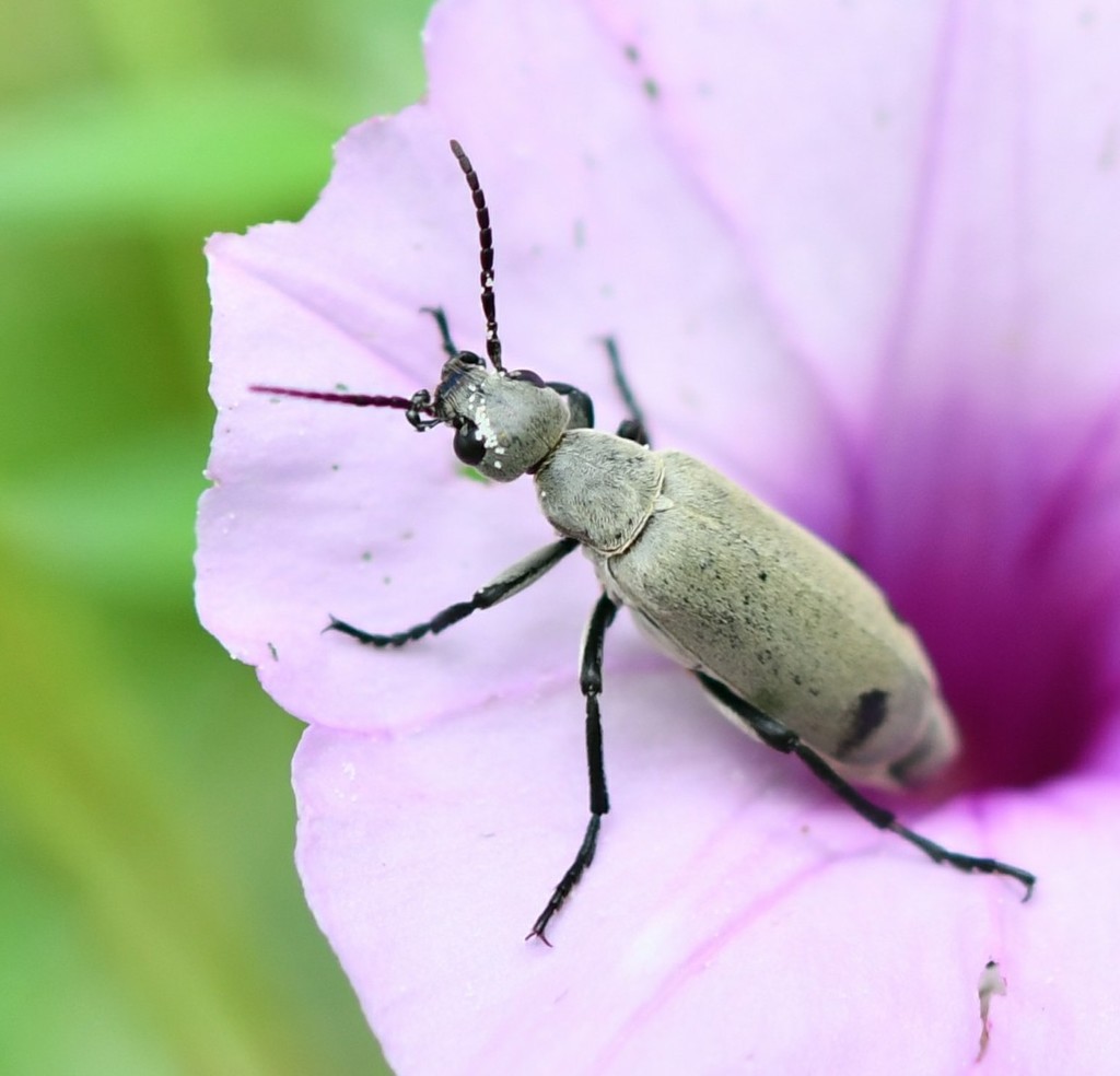 Epicauta bipunctata