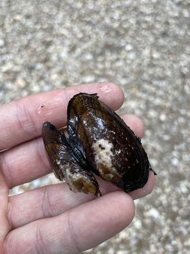 Pascagoula creekshell