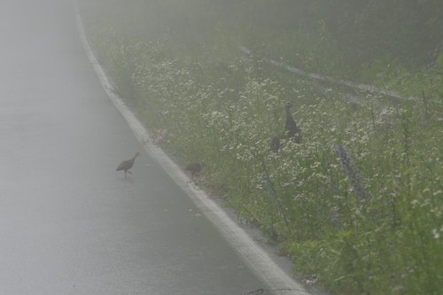 Wild Turkey photographed in West Virginia