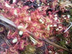 Drosera rotundifolia image