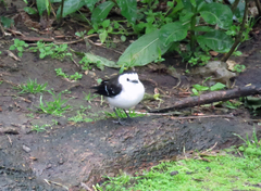 Fluvicola albiventer