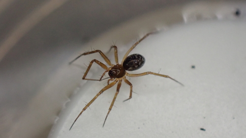 Tenuiphantes spiniger