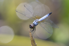 Aethriamanta gracilis