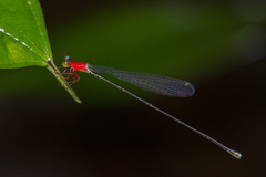 Amphicnemis gracilis