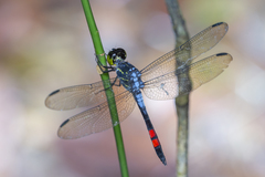 Agrionoptera sexlineata