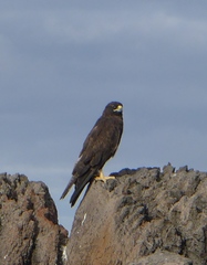 Buteo galapagoensis