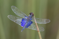 Rhyothemis triangularis