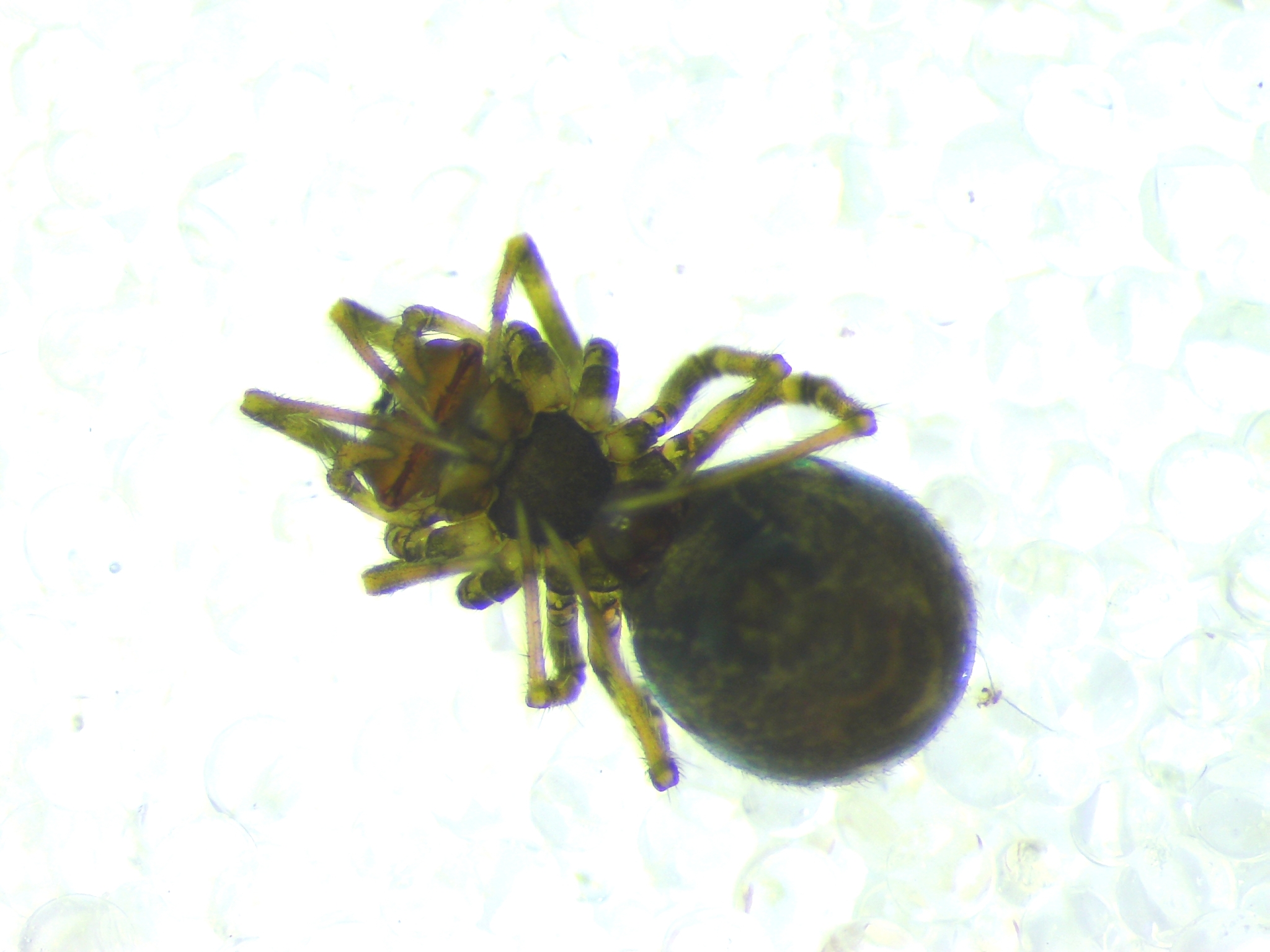 Tapinopa longidens (Wider, 1834)