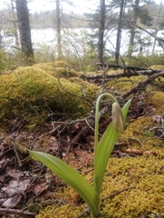 Cypripedium acaule image