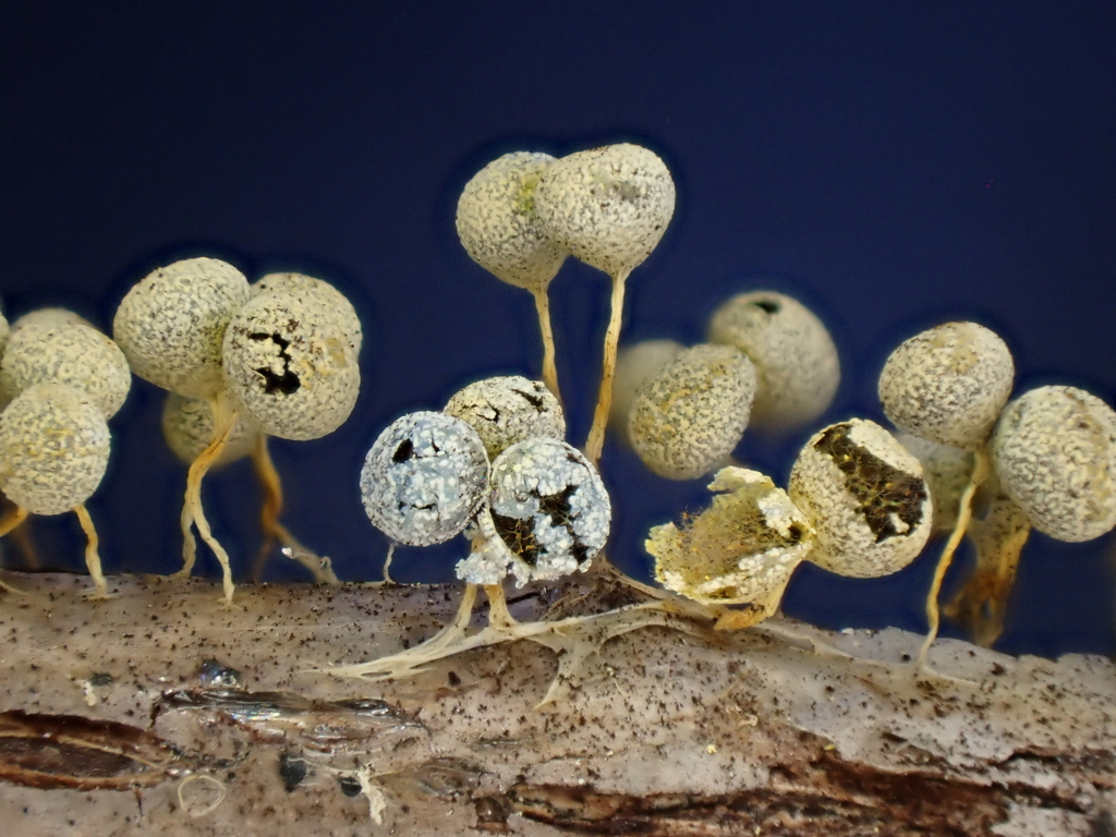 Badhamia albescens