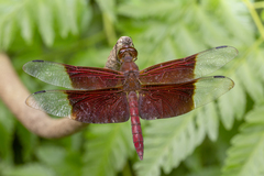 Camacinia gigantea