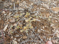 Artemisia spinescens