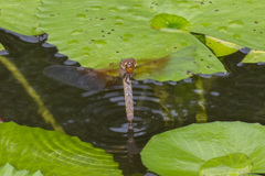 Camacinia gigantea
