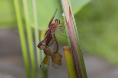 Camacinia gigantea