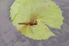 Camacinia gigantea