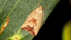 Ageletha elaeodes