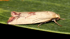 Ageletha elaeodes