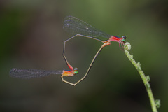 Teinobasis ruficollis