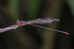 Teinobasis ruficollis