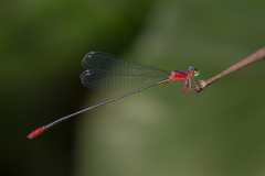Teinobasis ruficollis