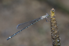 Mortonagrion arthuri