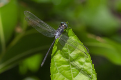 Pornothemis starrei