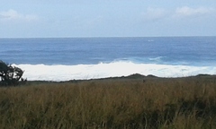 Megaptera novaeangliae