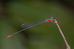 Teinobasis ruficollis