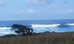 Megaptera novaeangliae