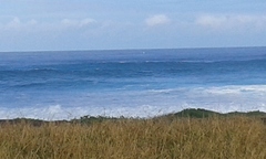 Megaptera novaeangliae