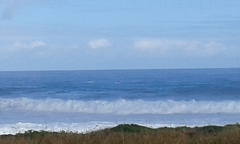 Megaptera novaeangliae