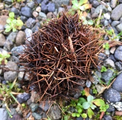 Chrysolepis sempervirens