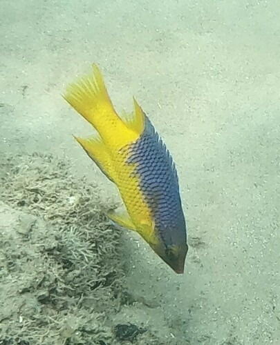 Spanish Hogfish