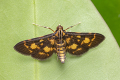 Physematia