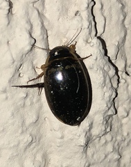 Thermonectus basillaris