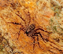 Selenops mexicanus