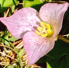 Pseudotrillium rivale