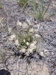 Rytidosperma carphoides