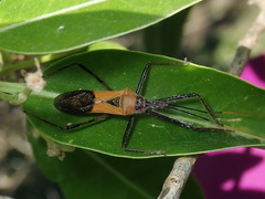 Zelus janus