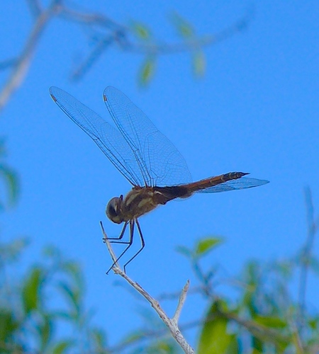 Striped Saddlebags