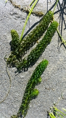 Lagarosiphon major