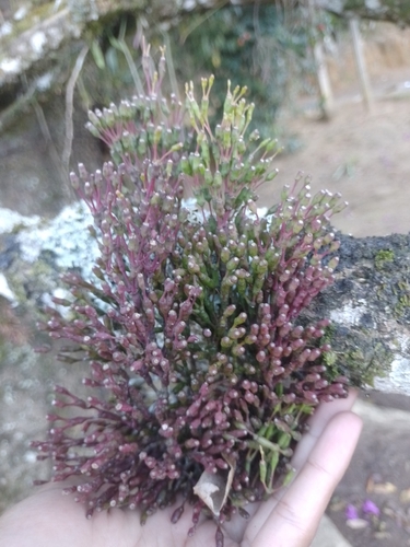 Hatiora salicornoides