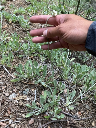Silver pussytoes (Antennaria argentea)