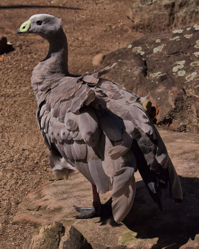 Cereopsis novaehollandiae