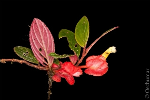 Columnea herthae