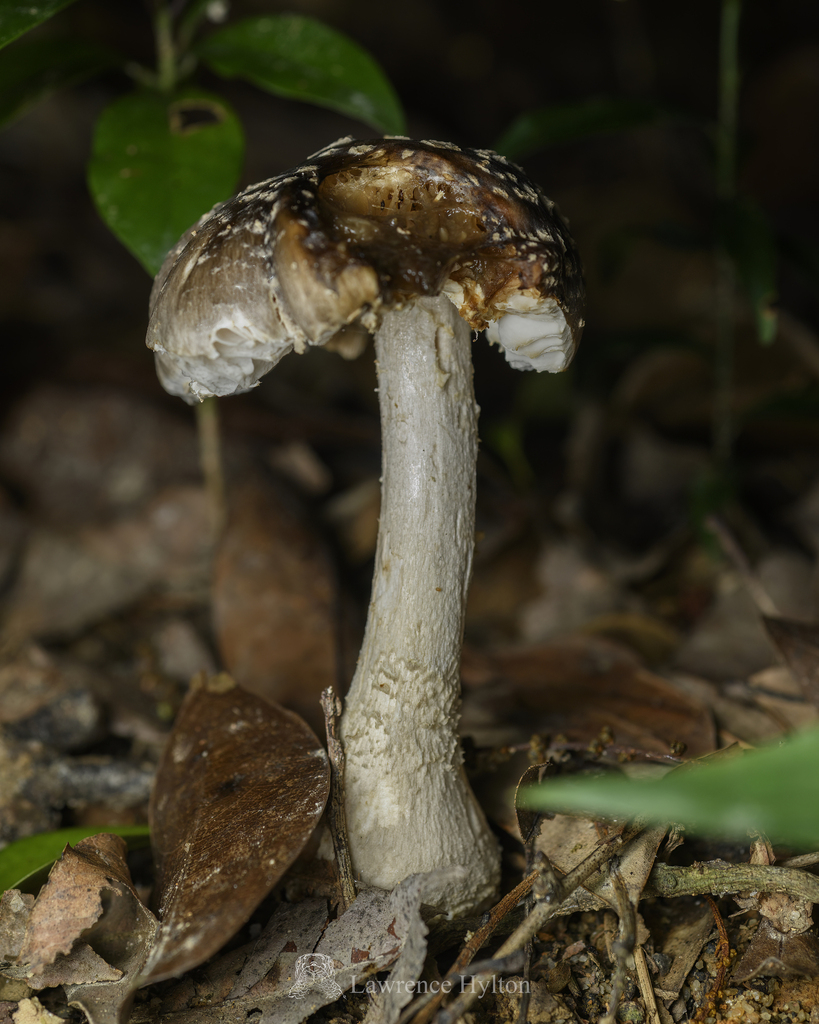 Amanita sepiacea
