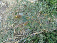 Malvastrum americanum